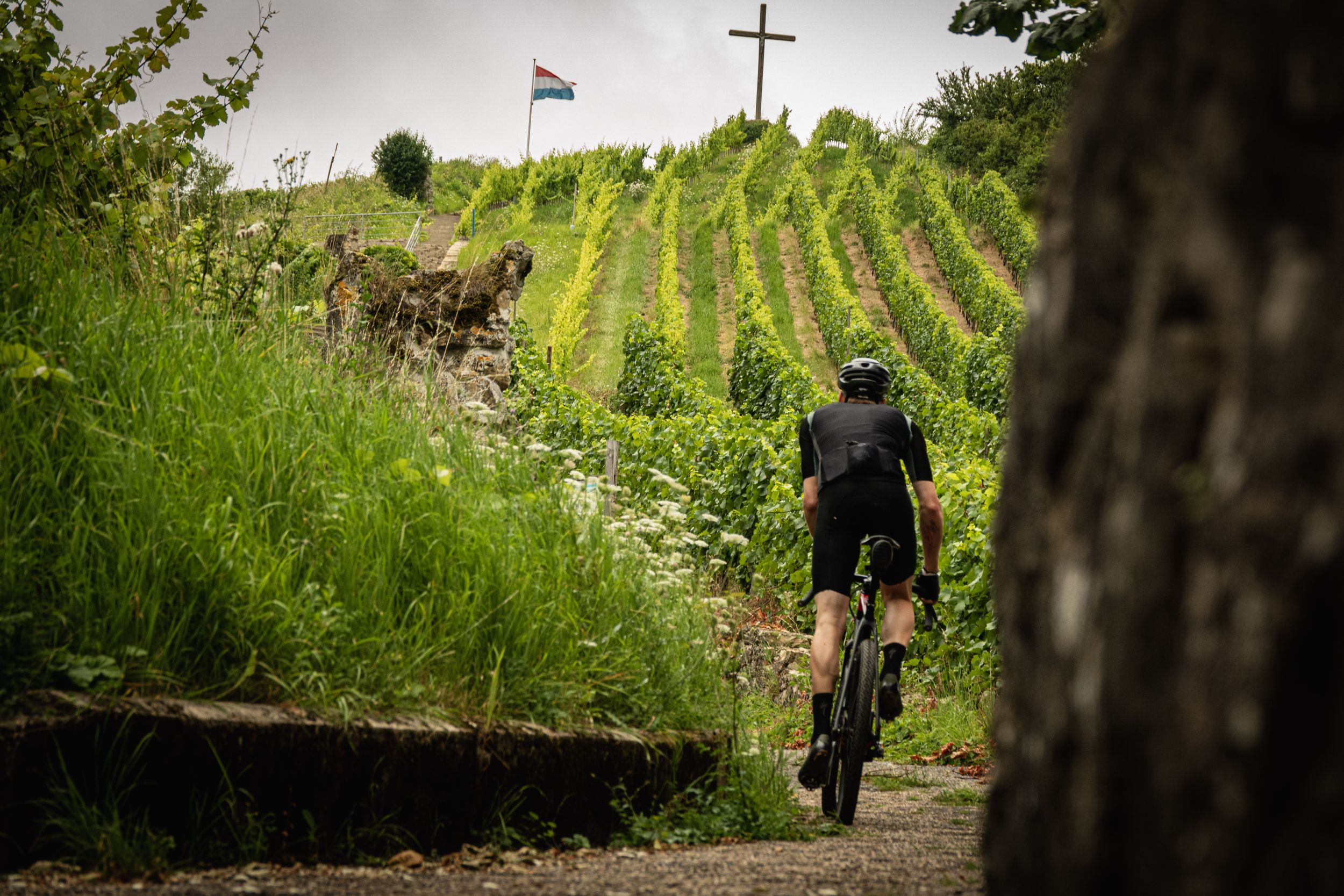 Cycling Moselle