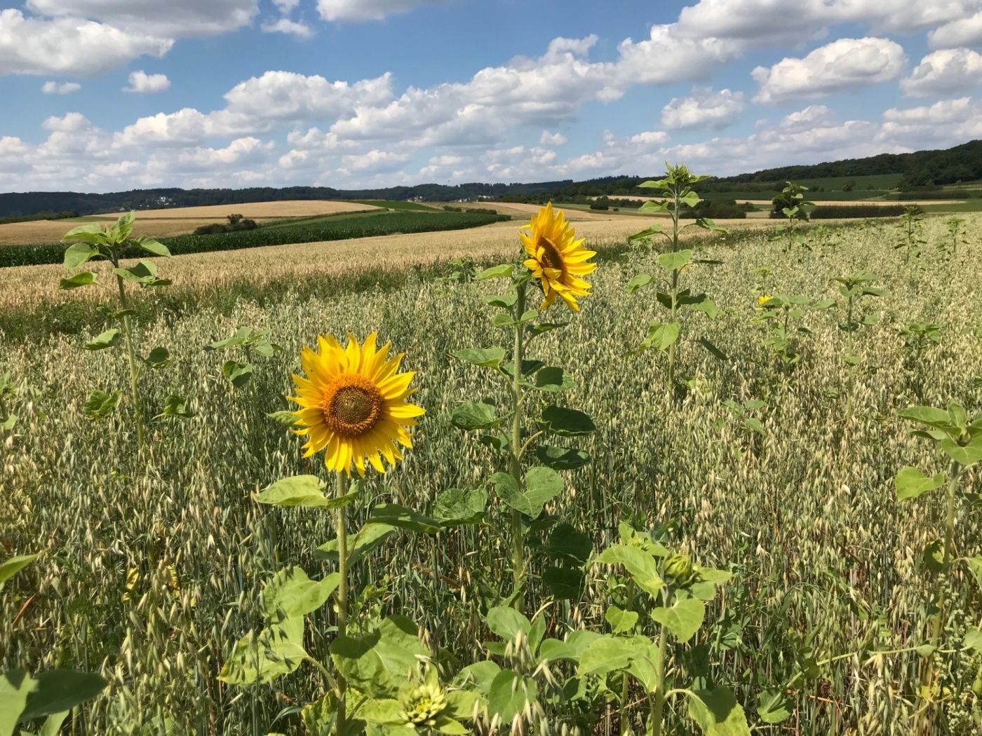 Käschtewee