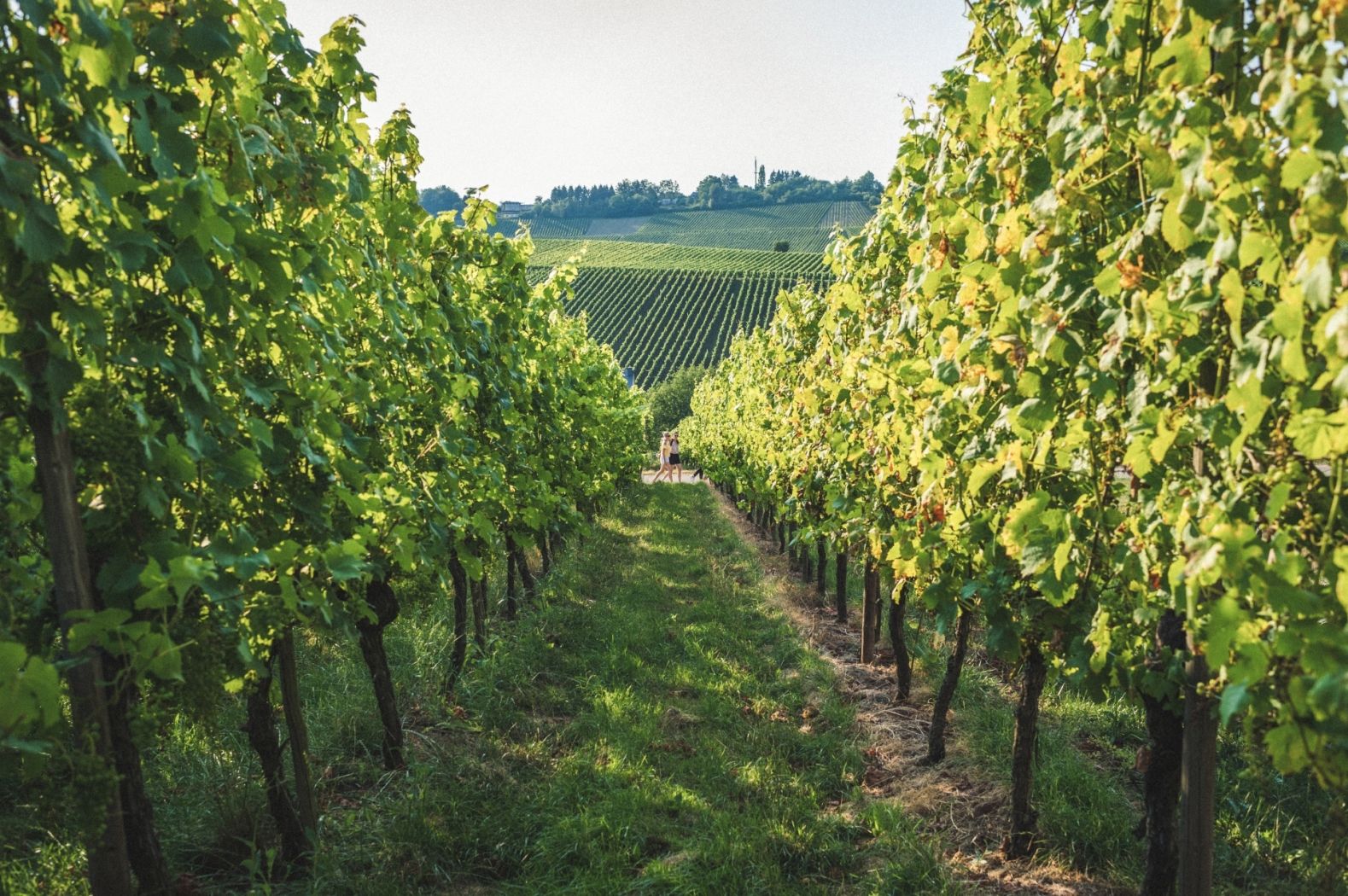 vineyards wellenstein visit moselle luxembourg