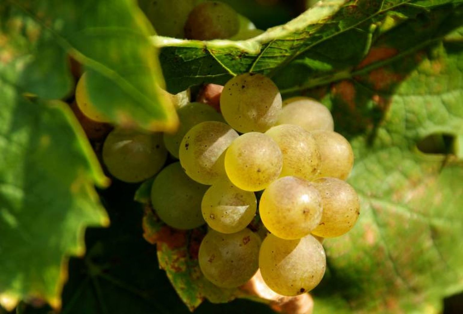 Grapes (place holder winemakers)