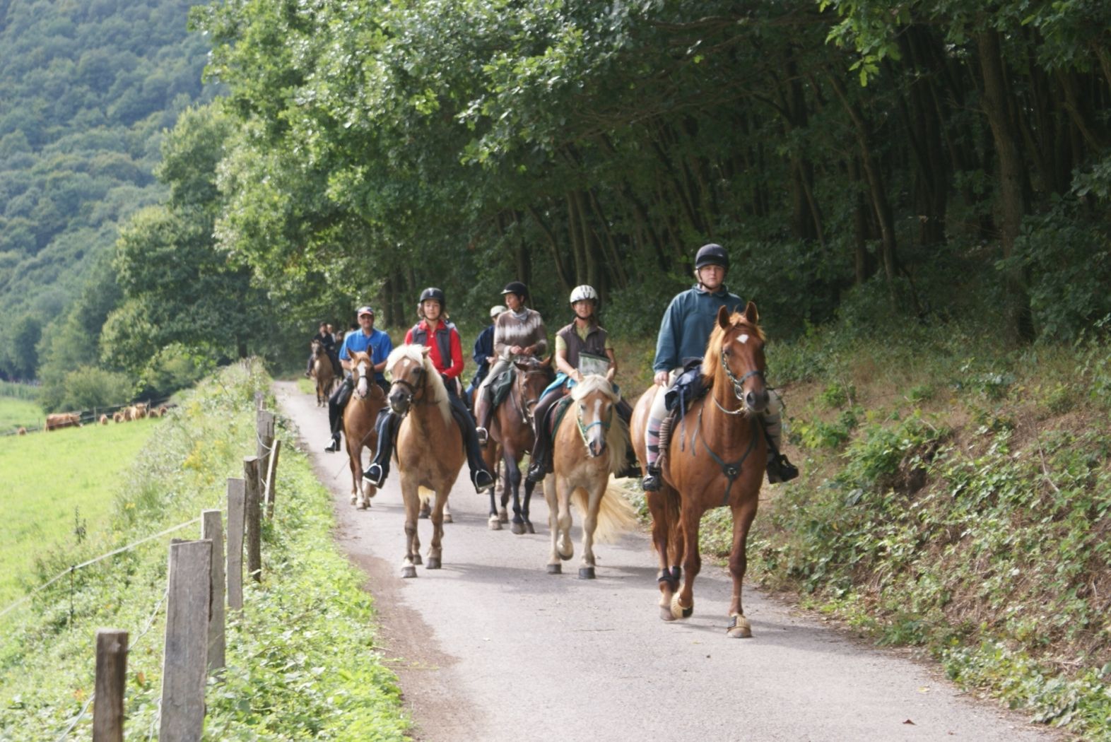 Horseride Tour 02 : Winzer & Brenner Rundtour (24 km)