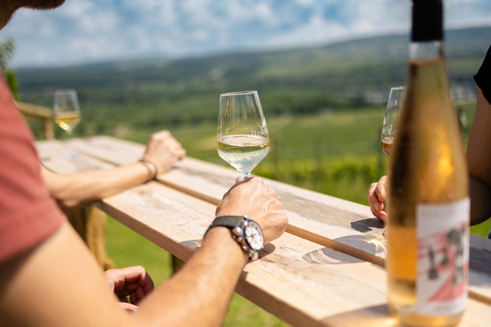 Wine Taste Enjoy
