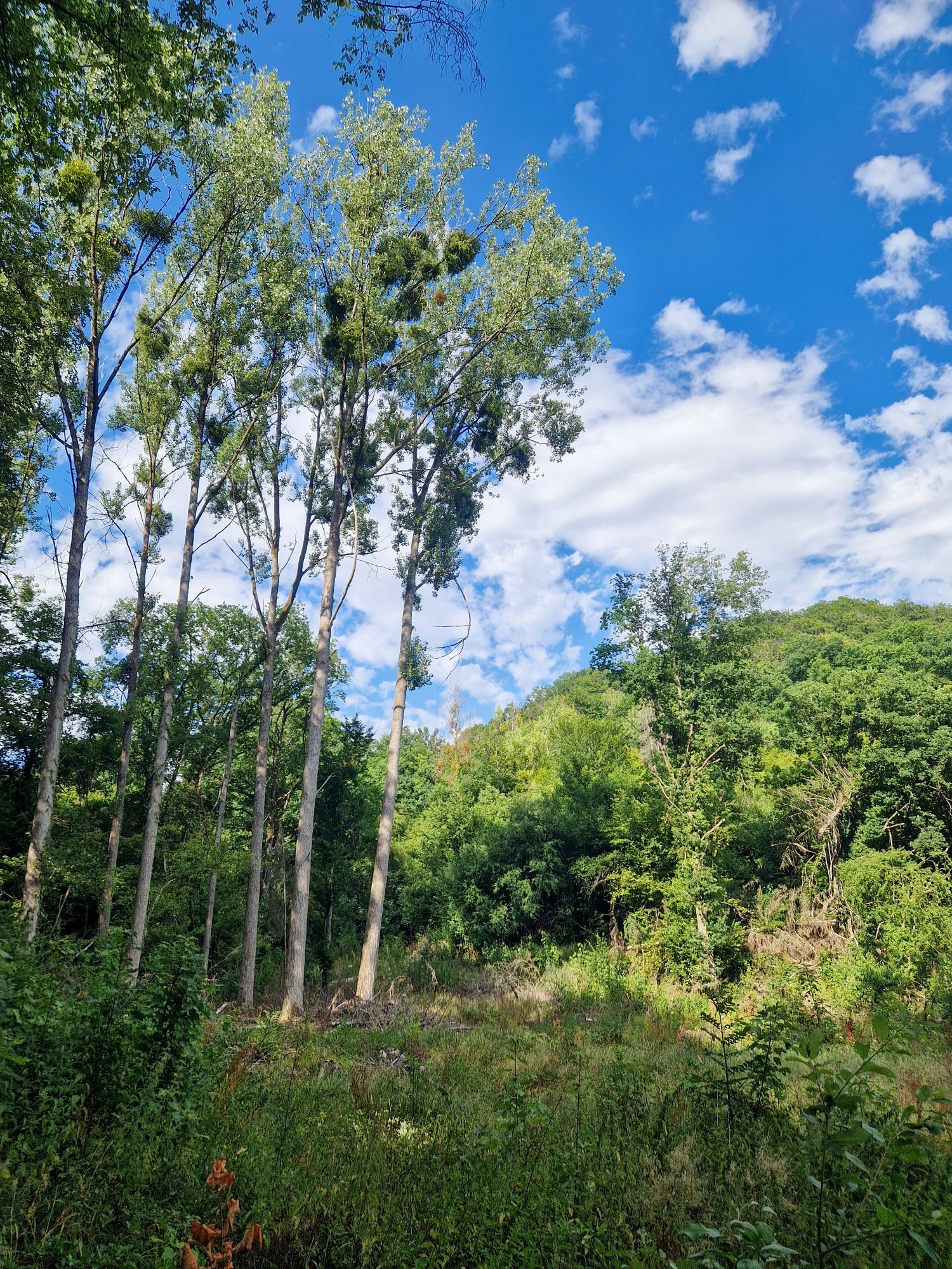 Wald