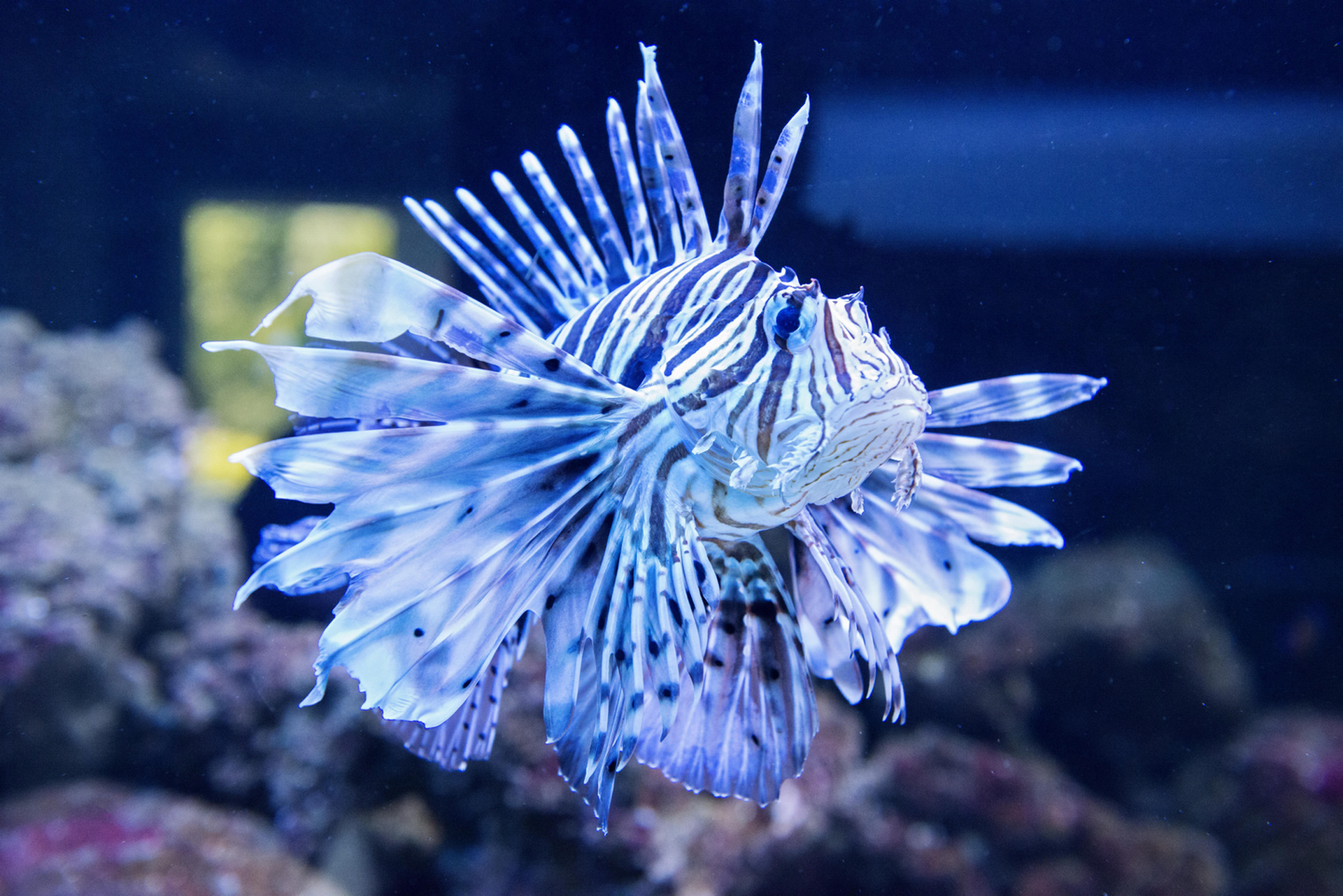 Aquarium Wasserbillig